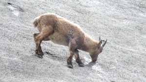 Stambecchi sulla diga del Barbellino, foto Mirco Bonacorsi