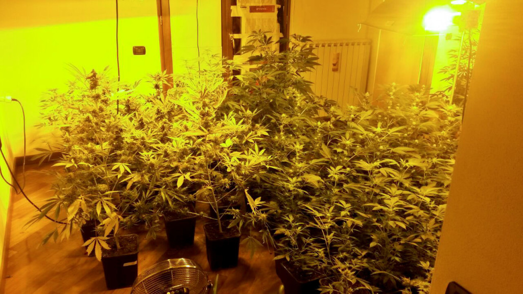Le piante di marijuana trovate in casa
