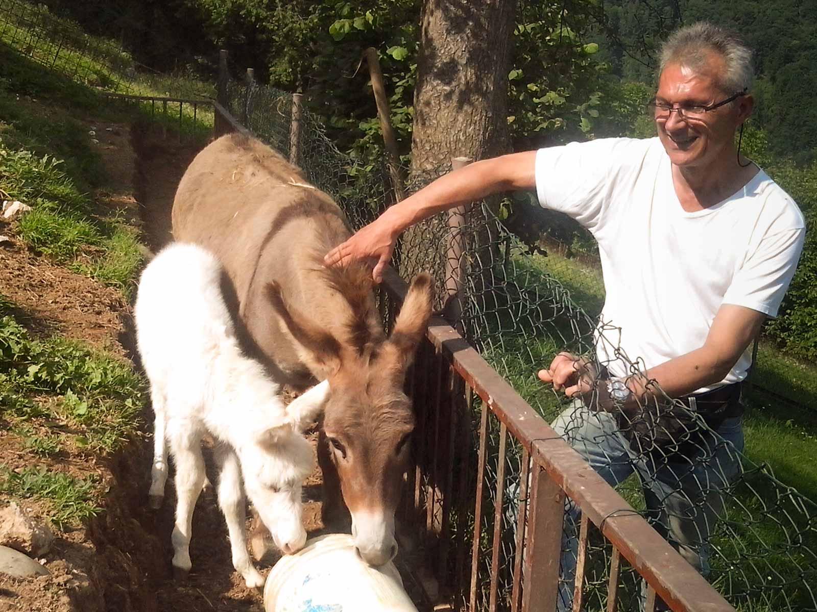 L'asinello bianco nato a Premolo.