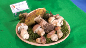 Funghi porcini