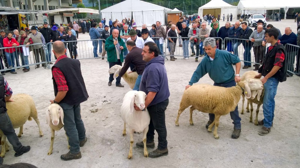 La selezione degli ovini