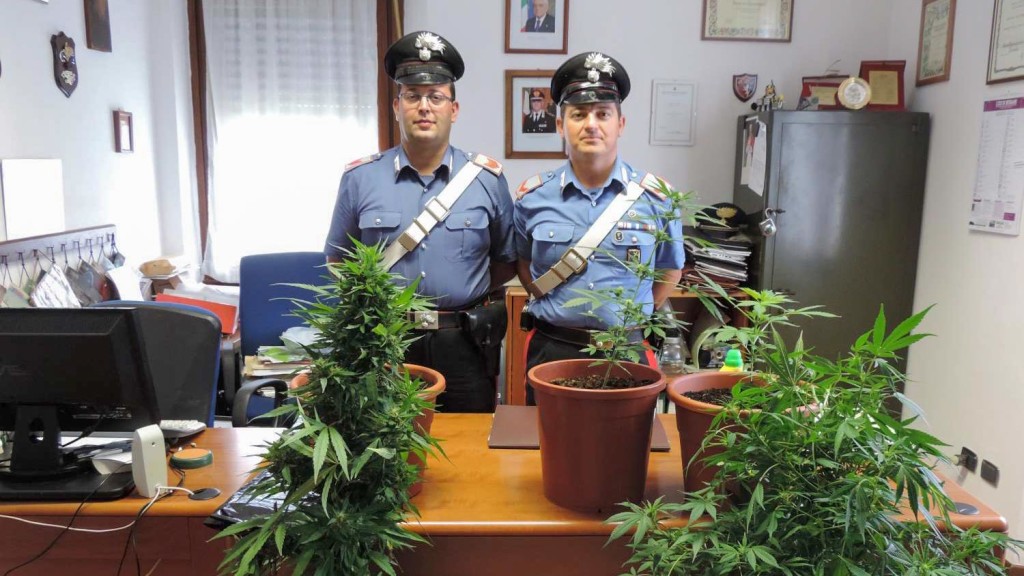 Le piantine sequestrate dai carabinieri