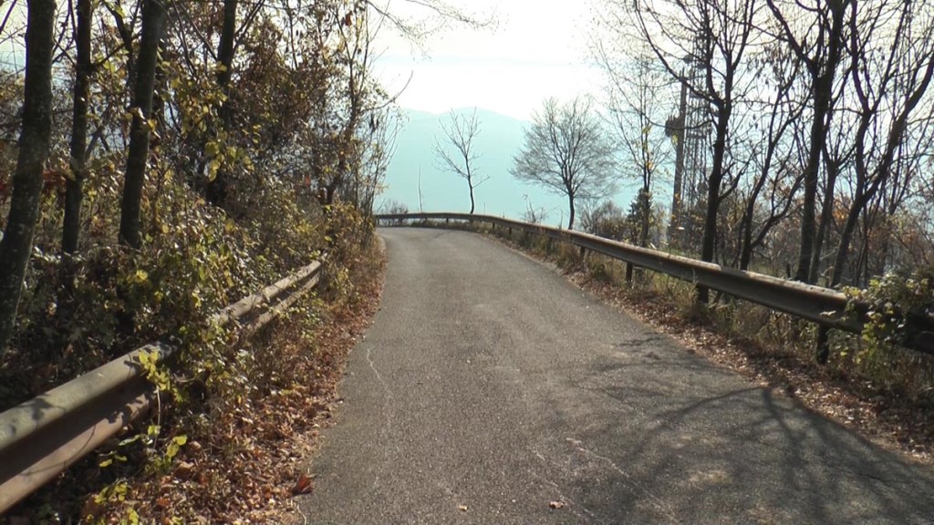 Vegetazione a bordo strada 