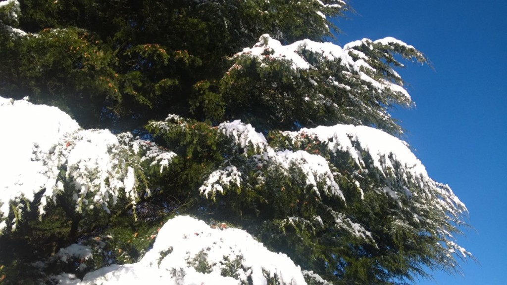 alberi carichi (1224 x 690)