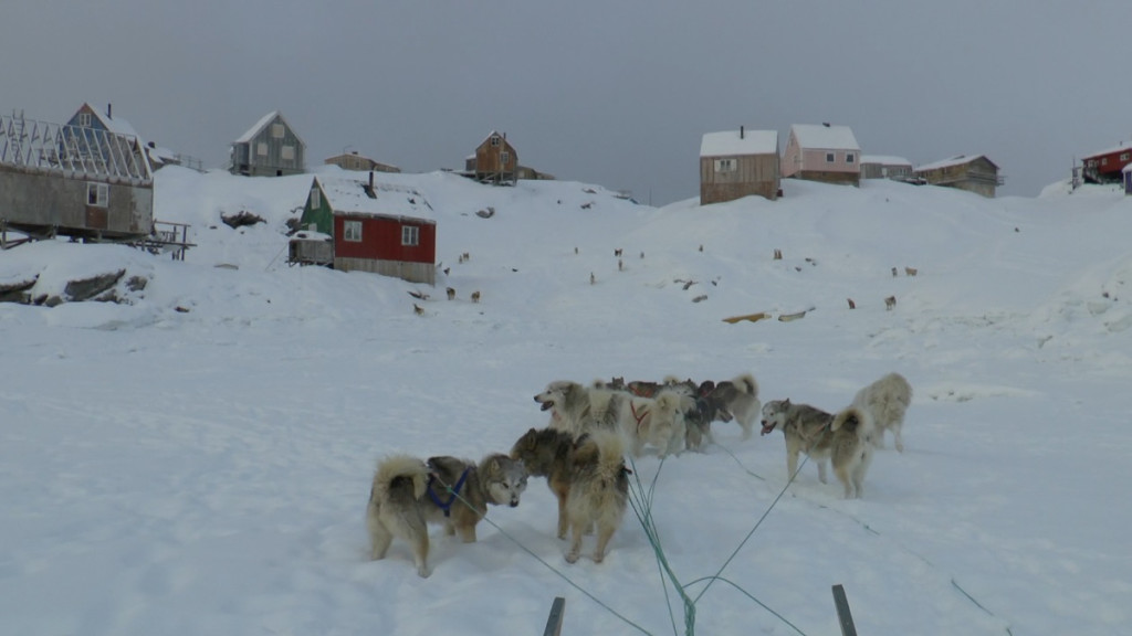 Groenlandia, slitta trainata dai cani