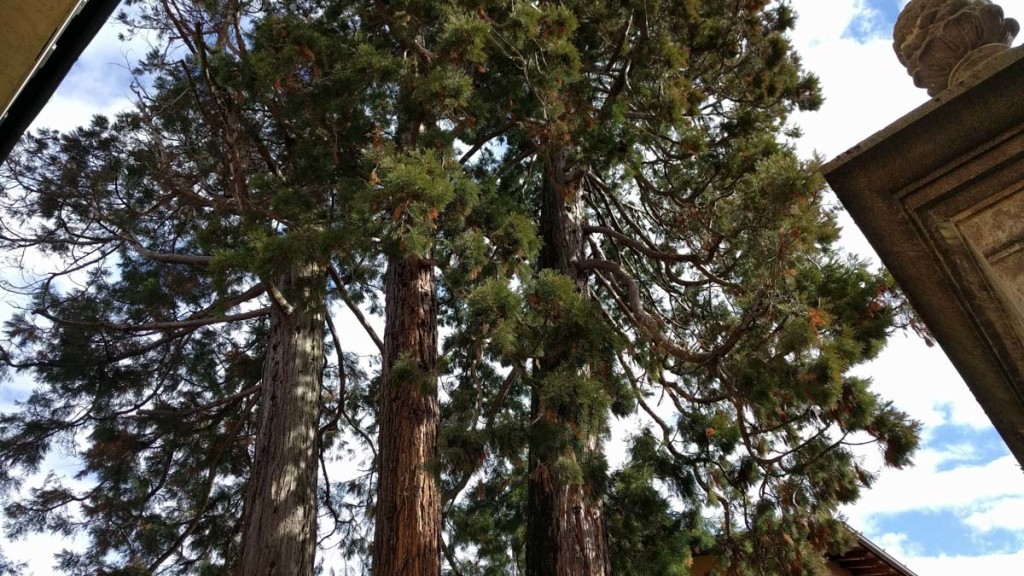 Clusone, sequoie