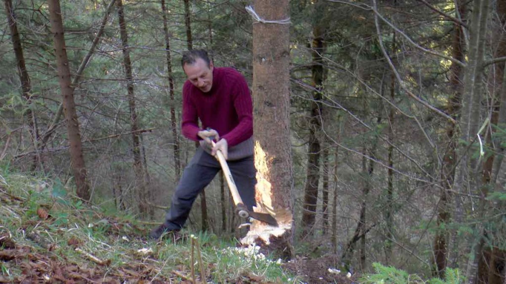Ultimi colpi d'ascia prima che l'albero cada