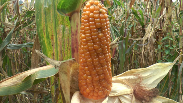 mais-delle-fiorine-a-piario-in-localita-candrietti
