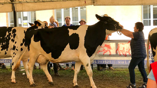 La regina della razza frisona